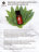 Adarisa / Эфирное масло эвкалипта (Eucalyptus globulus) 30 мл